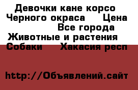 Девочки кане корсо. Черного окраса.  › Цена ­ 65 000 - Все города Животные и растения » Собаки   . Хакасия респ.